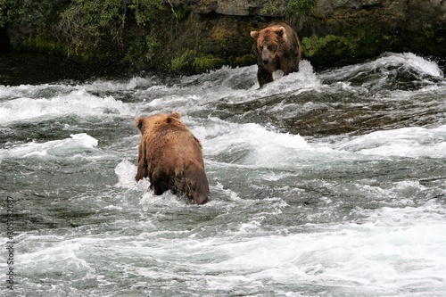 Bear catching salmon  © Marcy