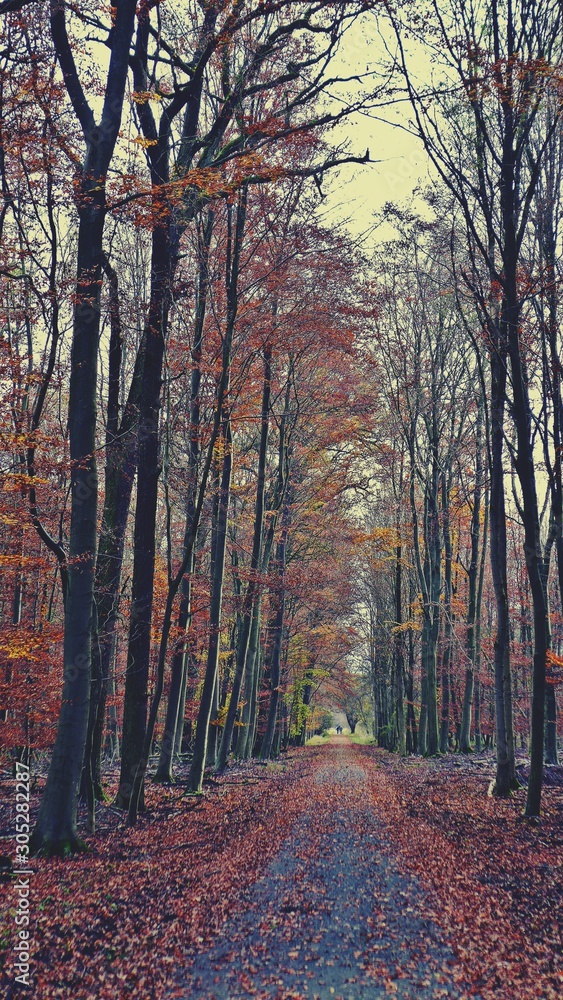 Obraz premium Schneise durch den Novemberwald
