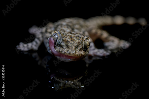 Retrato de Salamanquesa (Tarentola mauritanica) gecko photo