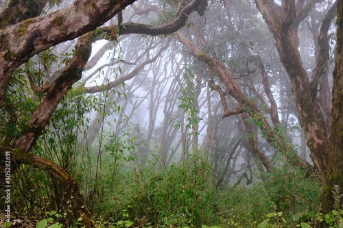  Nepal, Himalaya, around Tatopani - a tropical forest with bamboos, palms and woody ferns and giant rhododendrons in misty day. During Annapurna Circuit trekking. photo