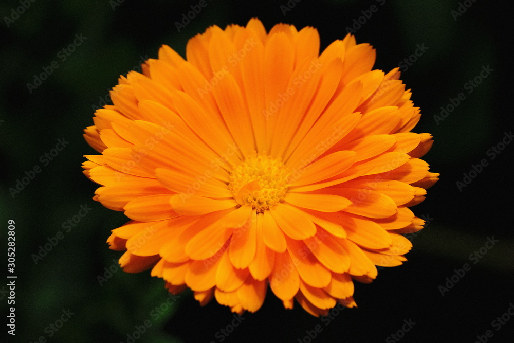 orange flower in the garden orange flower in the garden