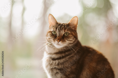 Beautiful tabby cat portrait. Domestic cat posing. 