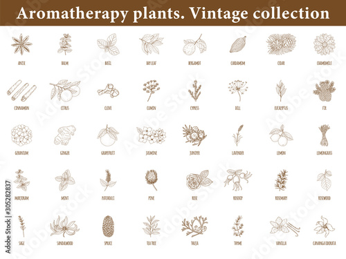 Aromatherapy Plants. Set of botanical elements isolated on white background. Vintage style.