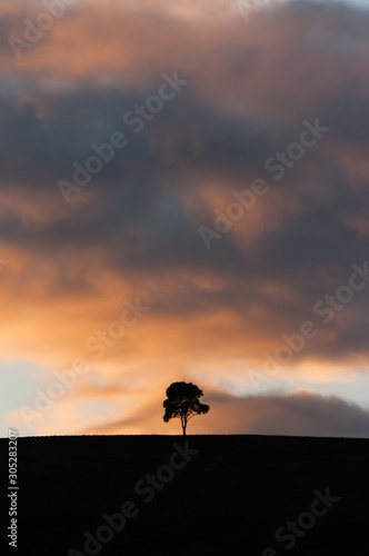 Scene of a single lonely tree silhouetted