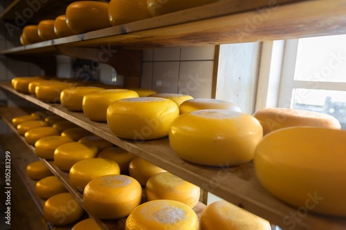 Lots of whole cheese in factory
