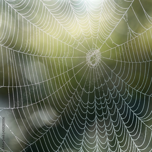 Beautiful spider web with water drops close-up photo