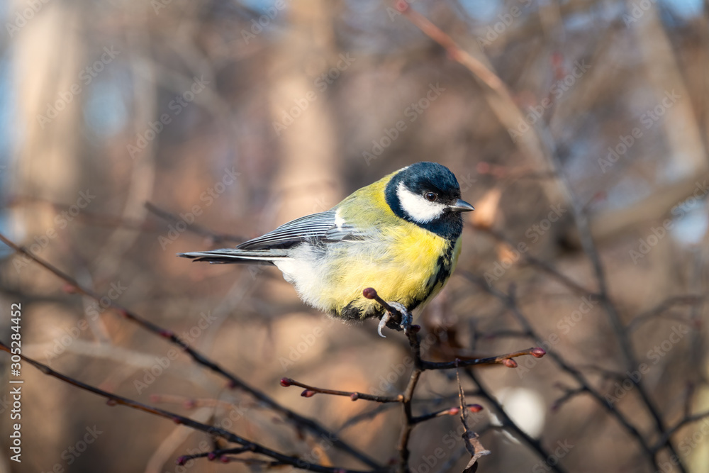 Cute bird Great tit, songbird sitting on the nice branch with beautiful autumn background Cute bird Great tit, songbird sitting on the nice branch with beautiful autumn background