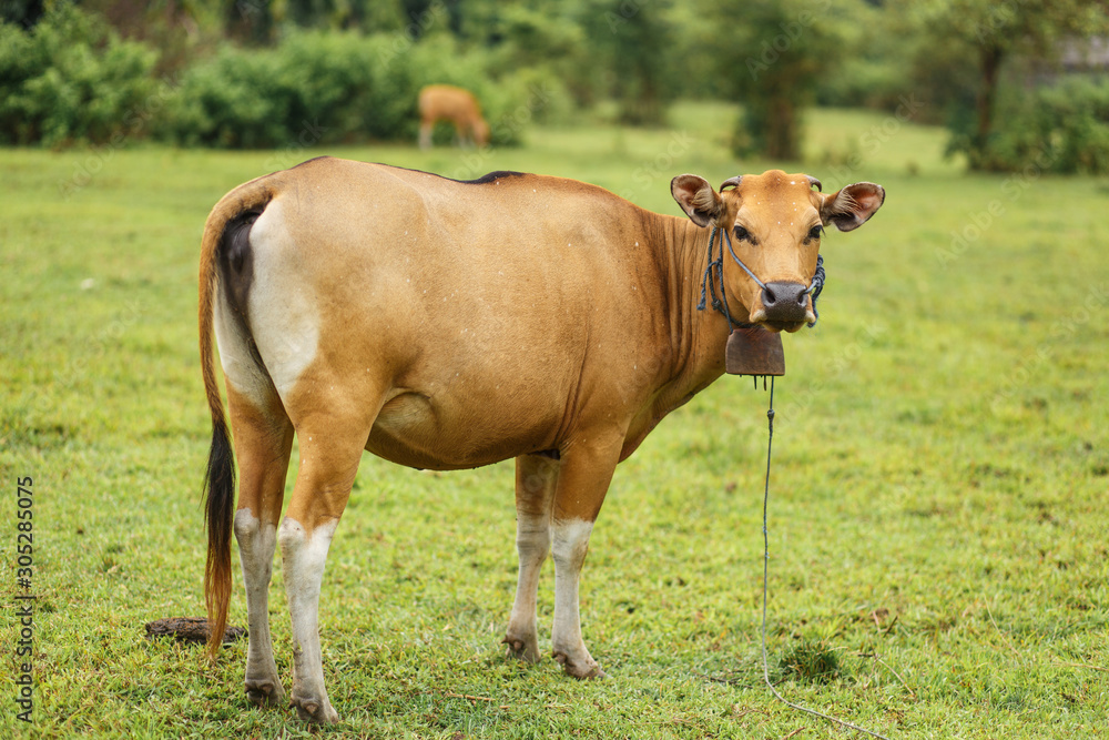 Portrait of a tropical light Asian cow grazes on green grass.