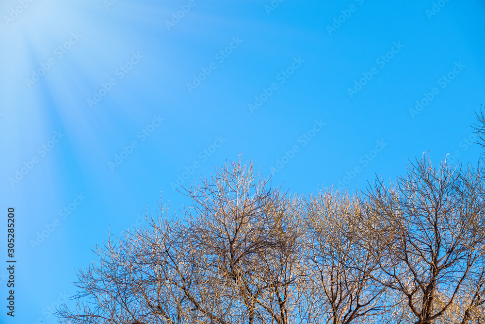 Autumn tree branches without leaves against a clear blue sky. Autumn tree branches without leaves against a clear blue sky.