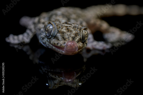 Retrato de Salamanquesa (Tarentola mauritanica) gecko