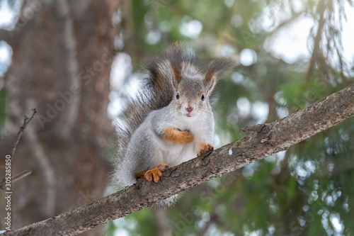 Autumn squirrel sits on a branch