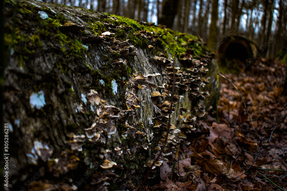 Fototapeta premium mushrooms on tree