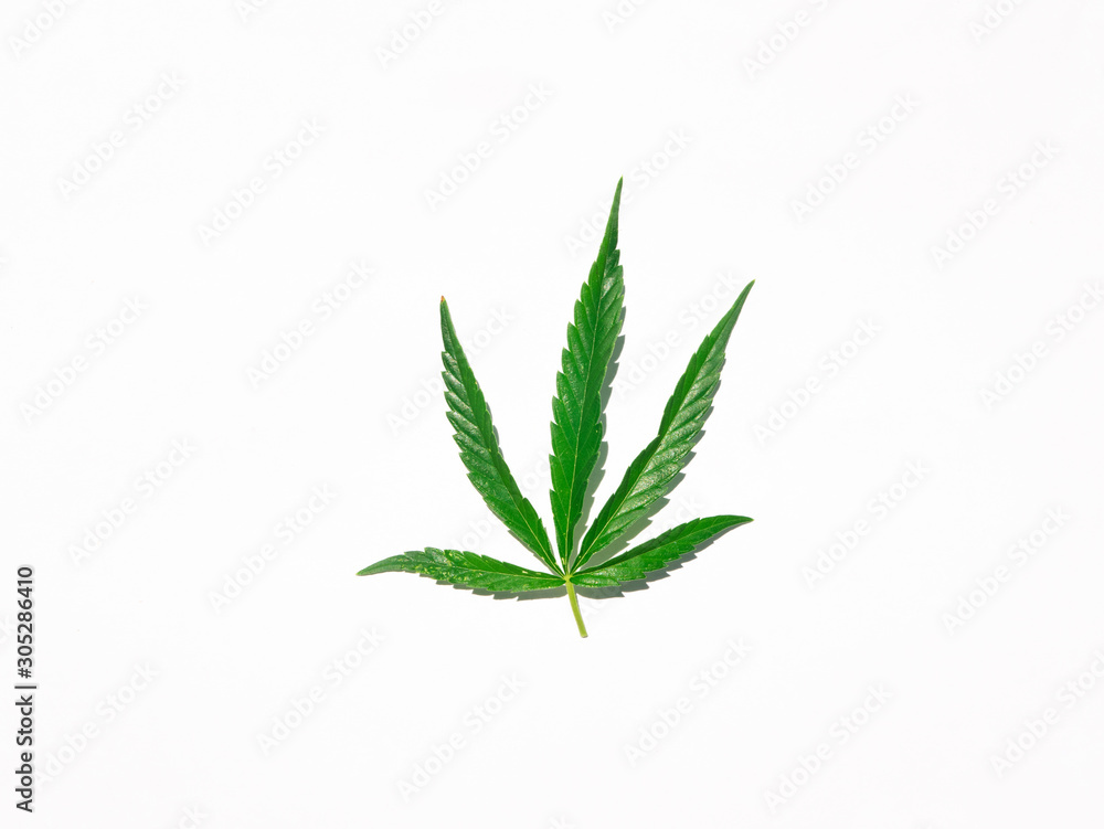 Green cannabis leaf isolated on white close up Green cannabis leaf isolated on white close up