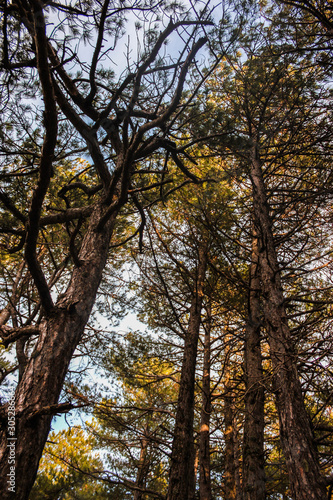 troncos de arboles