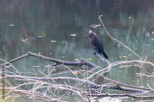 Wasservogel Komoran photo