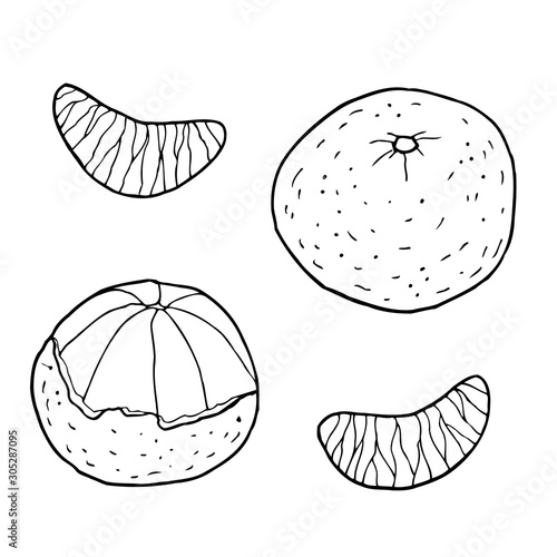 Tangerine with slices. Hand drawn vector illustration. Ink sketch. Isolated on white background. Coloring page