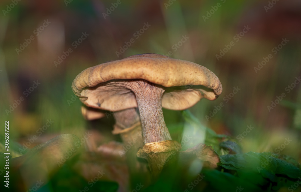Fototapeta premium mushroom in forest