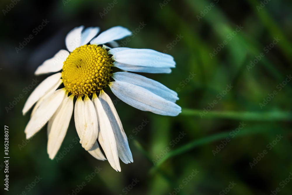 White chamomile on grass background. Chamomile petals on a green background. White chamomile on grass background. Chamomile petals on a green background.