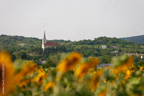 Small chapel between Kali basin hills with sunflowers in the foreground near to lake Balaton in Hungary photo