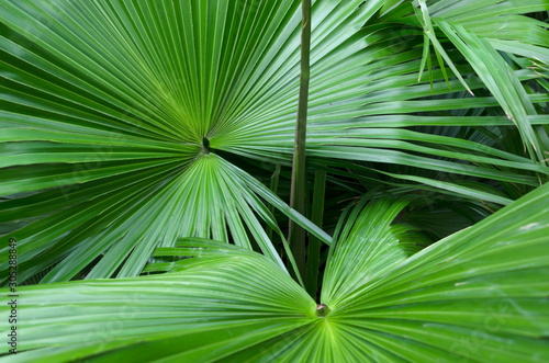 Saw Palmetto Palm (Serenoa repens), close-up.