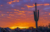  Fiery Sunrise with saguaro cactus in North Scottsdale, Arizona.