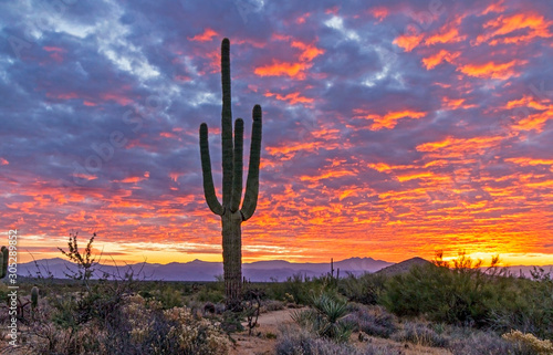 Saguaro Cactus With Vibrant Desert Sunrise Background In Arizona © Ray Redstone