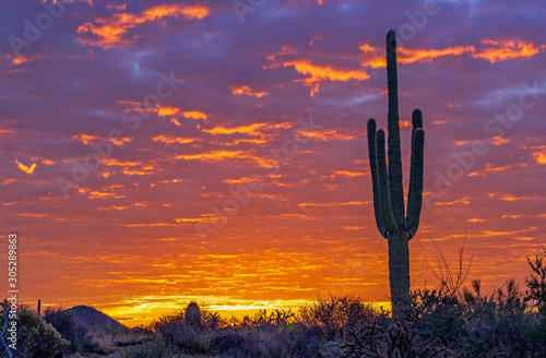  Fiery Sunrise with saguaro cactus in North Scottsdale, Arizona.