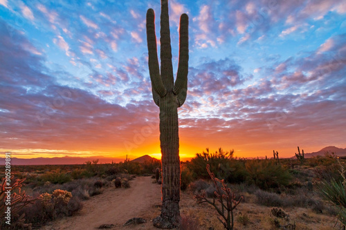 Fiery Colored Sunrise with saguaro cactus in North Scottsdale, Arizona.