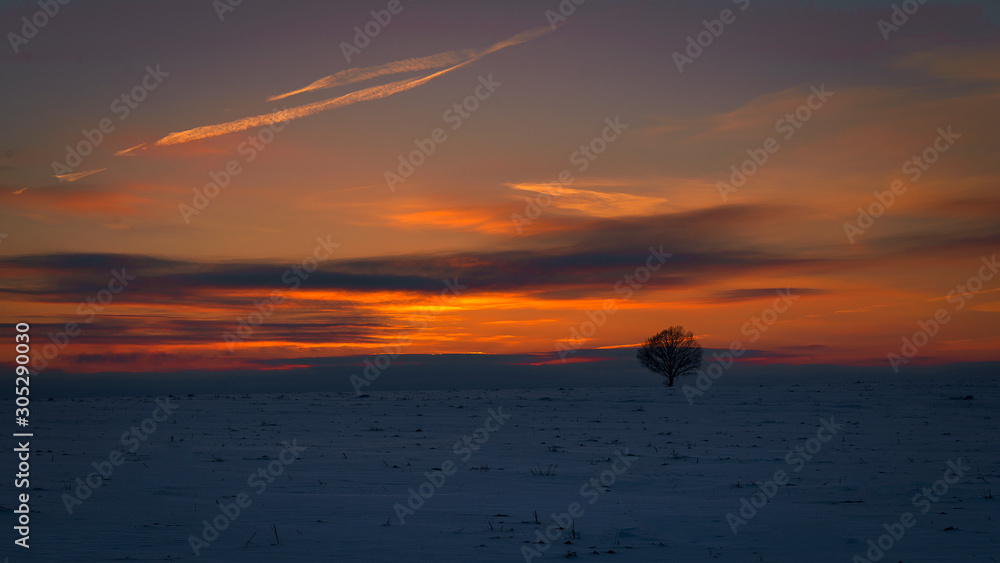 winter sunset and lonely tree