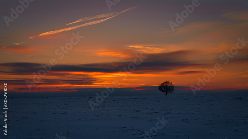 winter sunset and lonely tree