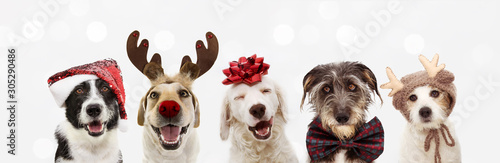 Banner five dogs celebrating christmas holidays wearing a red santa claus hat, reindeer antlers and red present ribbon. Isolated on gray background photo
