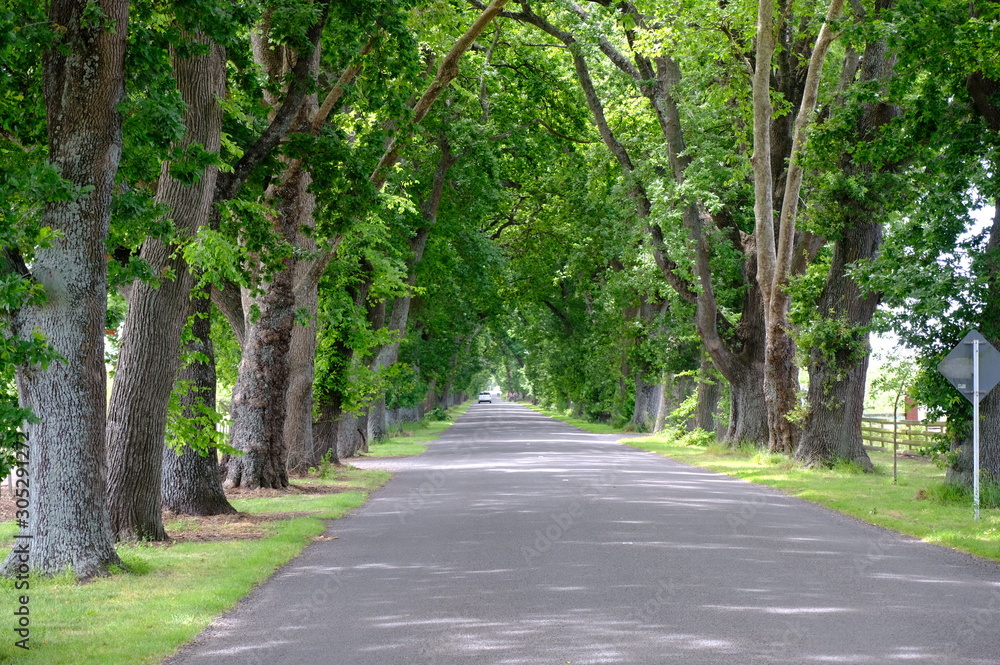 Savannah, Georgia, USA oak tree lined road at historic Wormsloe Plantation. Savannah, Georgia, USA oak tree lined road at historic Wormsloe Plantation.
