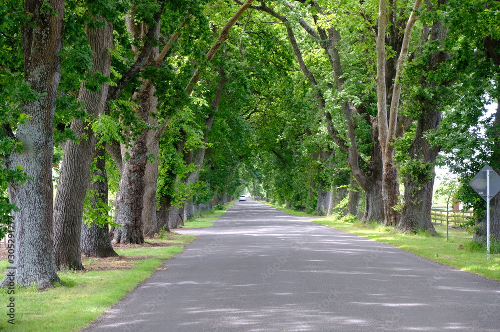 Savannah, Georgia, USA oak tree lined road at historic Wormsloe Plantation.