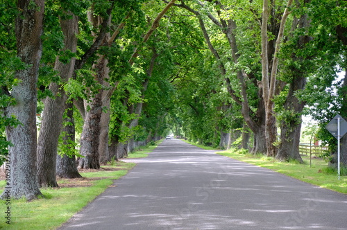 Savannah  Georgia  USA oak tree lined road at historic Wormsloe Plantation.