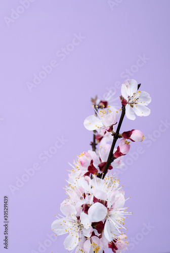 White apricot flowers on a pink background. Annual New Year. © Hanna Aibetova