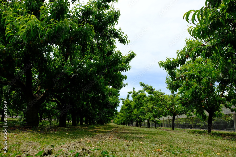 Obraz premium Organic apples hanging from a tree branch in an apple orchard