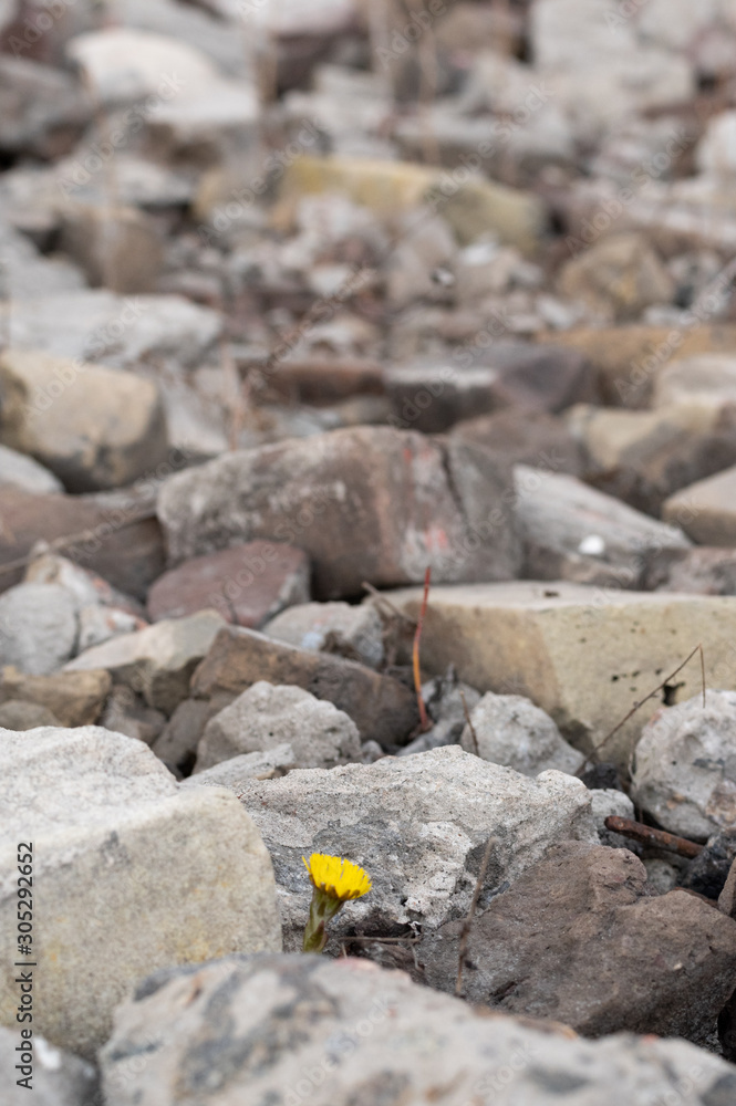 A small flower made of stones. A flower growing among stones.