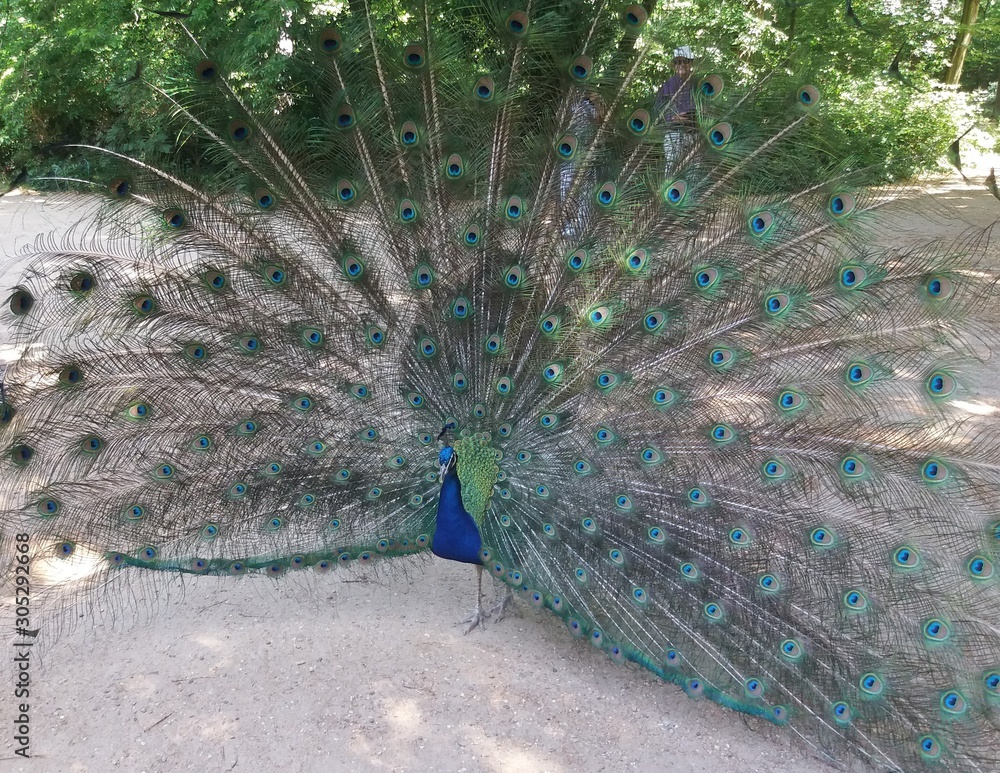 Obraz premium Pfau