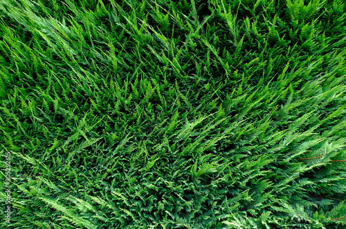 Green grass wall texture for backdrop design and eco wall and die-cut for artwork.