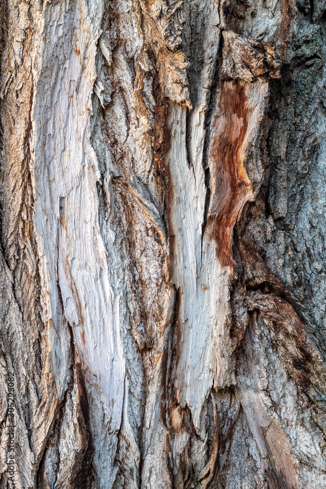 Obraz premium Closeup Tree Bark Texture For Background or Overlay