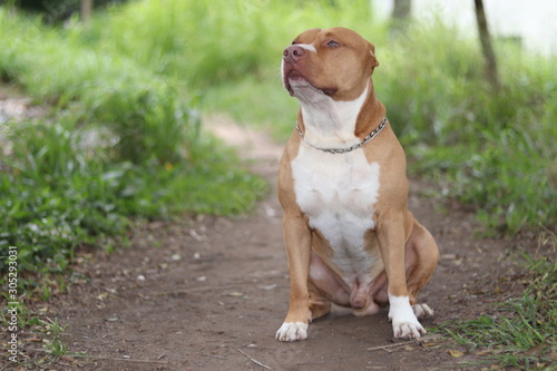 dog on grass