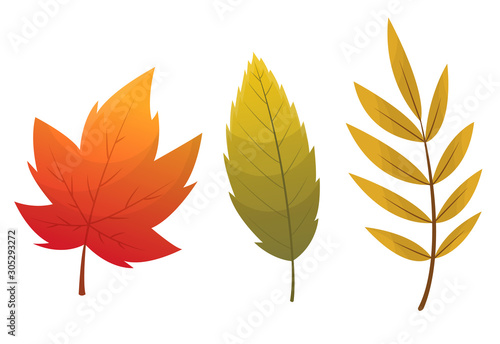 Fall leaf collection. Set of autumn leaves, isolated on white background. Simple cartoon flat style, vector illustration. Multicolor autumn leaves flat vector icons