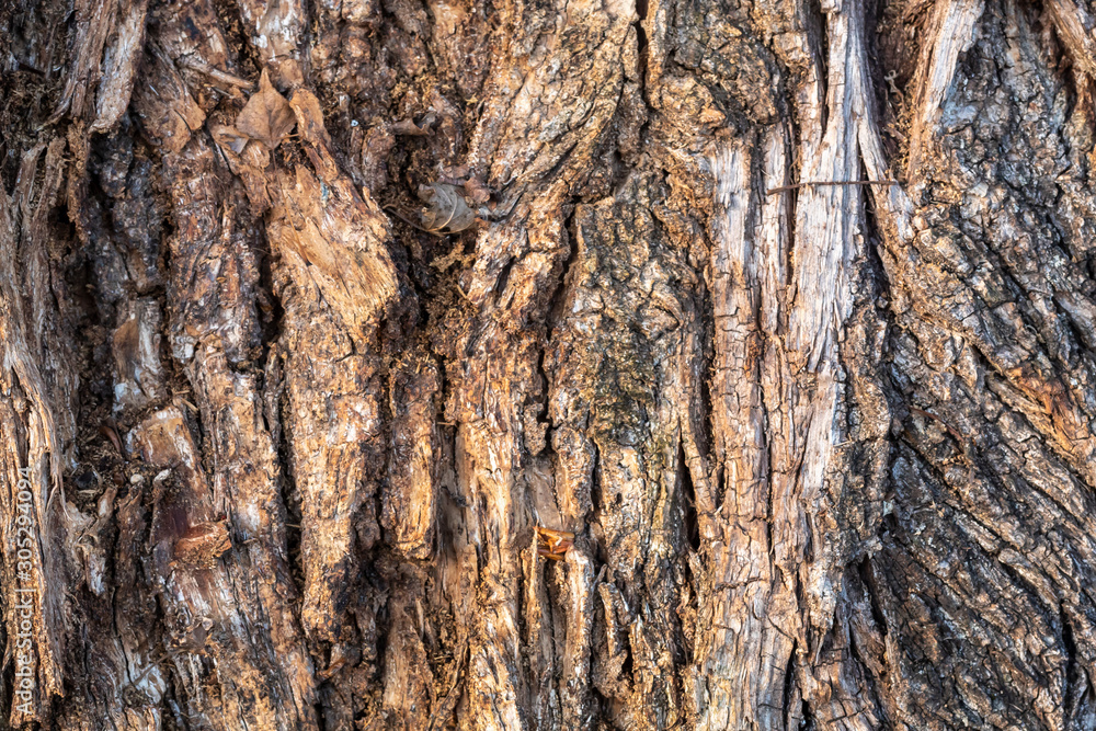 Closeup Tree Bark Texture For Background or Overlay Closeup Tree Bark Texture For Background or Overlay