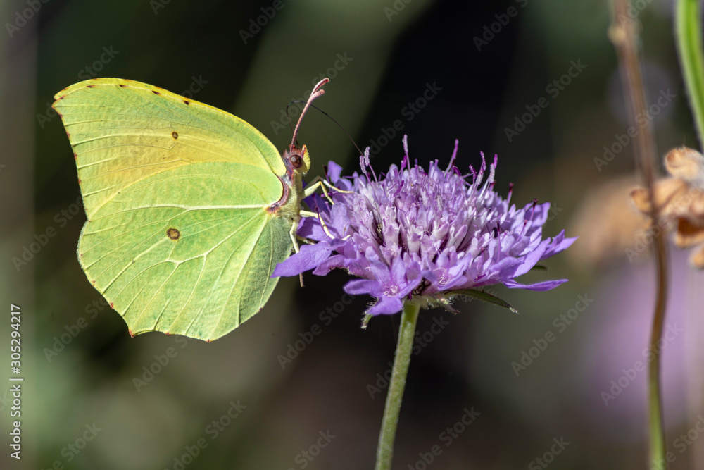 Primer plano de una mariposa verde, se alimenta de una flor lila Primer plano de una mariposa verde, se alimenta de una flor lila