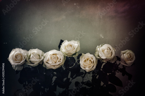 vintage photo of seven white roses