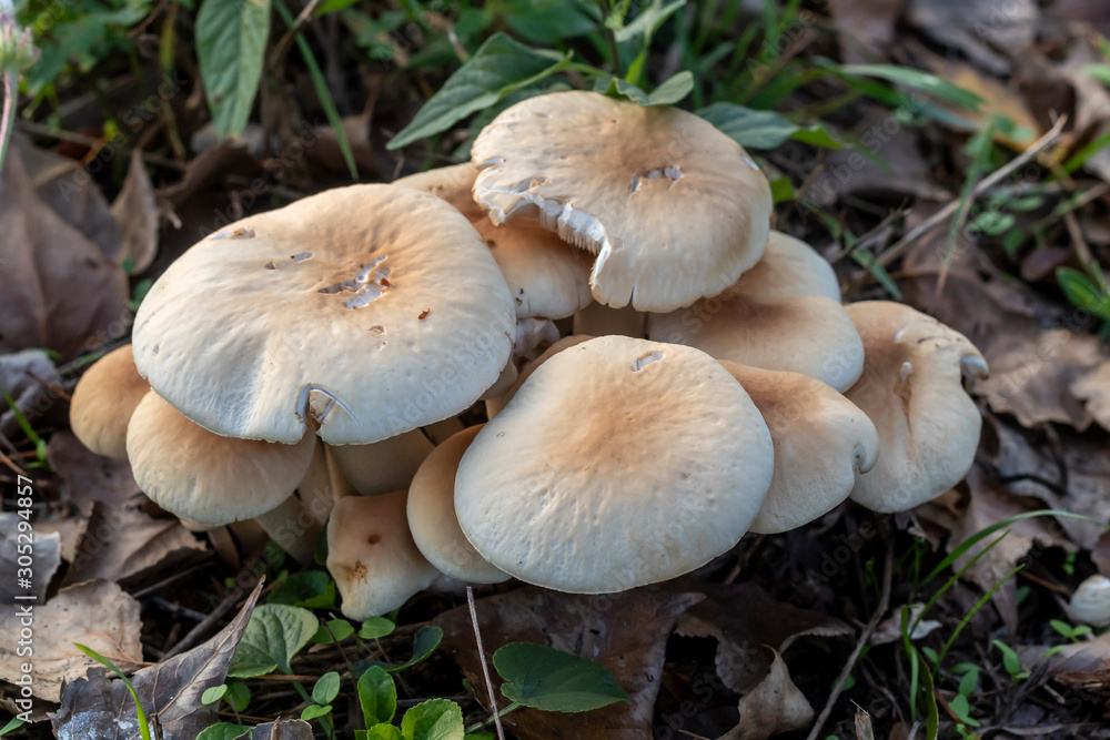 Closeup White Mushrooms Which Are Growing in Autumn - November Closeup White Mushrooms Which Are Growing in Autumn - November