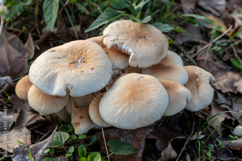 Closeup White Mushrooms Which Are Growing in Autumn - November