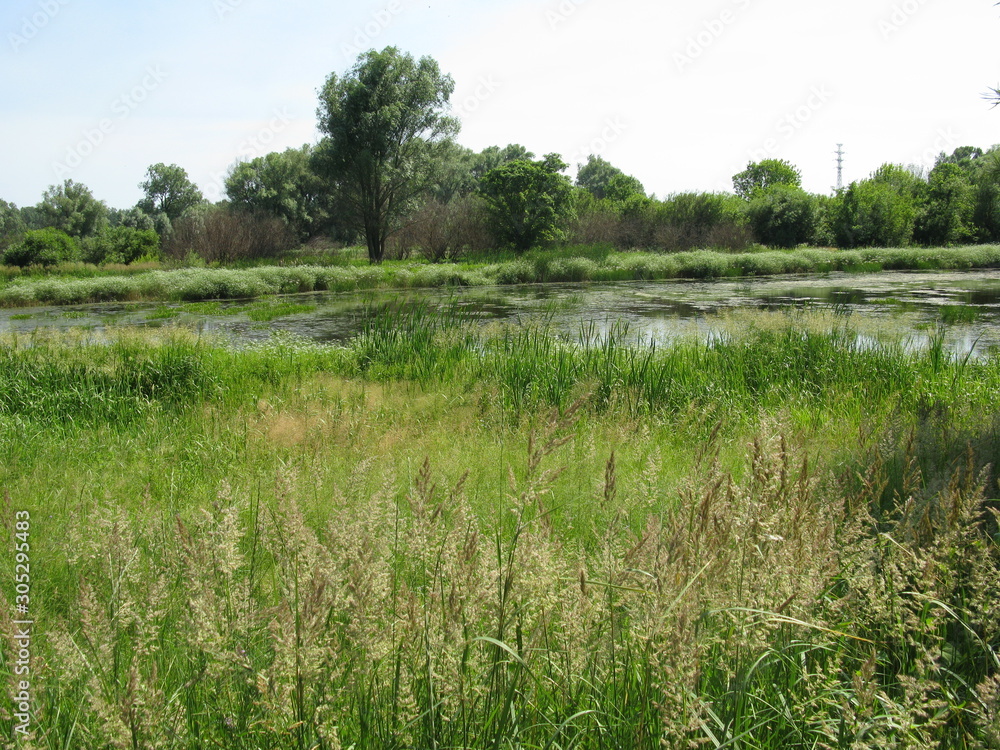 Obraz premium Pond
