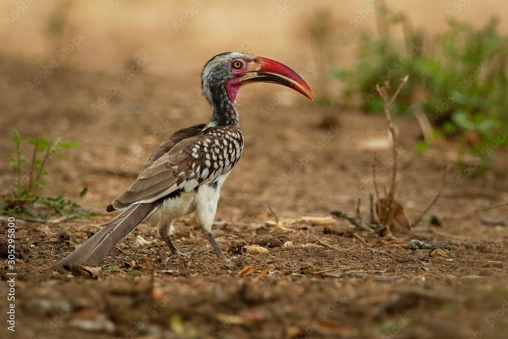 Fototapeta premium Southern Red-billed Hornbill - Tockus erythrorhynchus rufirostris family Bucerotidae, which is native to the savannas and dryer bushlands of southern Africa