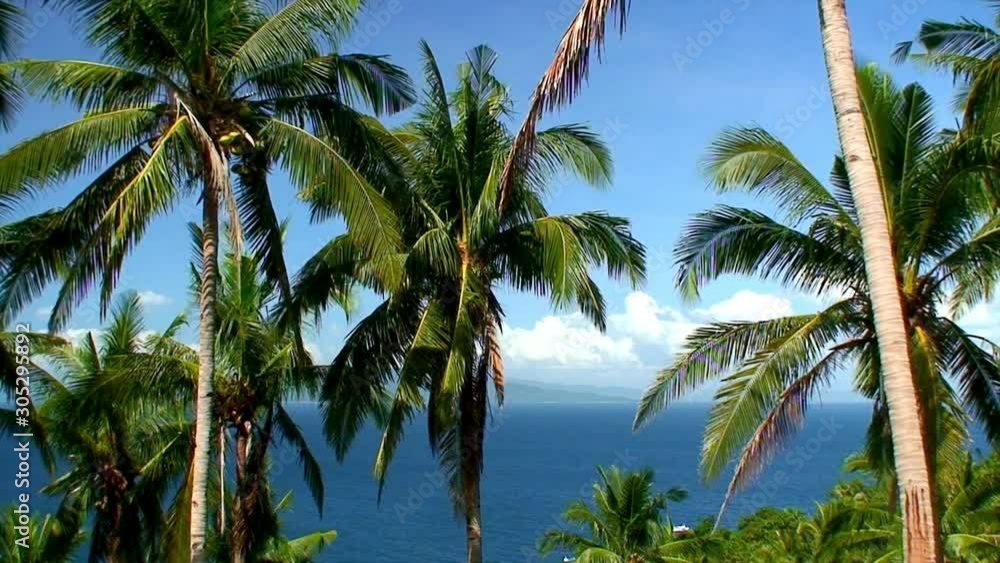 Coconut palm trees under a clear deep blue sky in the Philippines Coconut palm trees under a clear deep blue sky in the Philippines